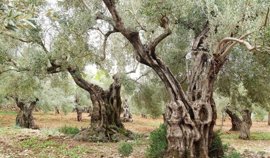 Türkiye, zeytin üretiminde dünya liderliğine koşuyor