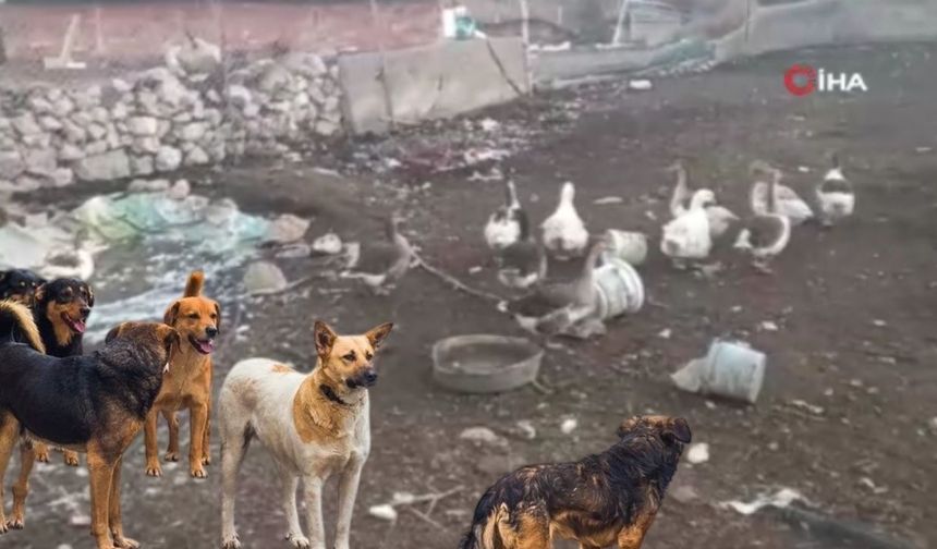 Ankara’da başıboş sokak köpekleri 16 kazı telef etti