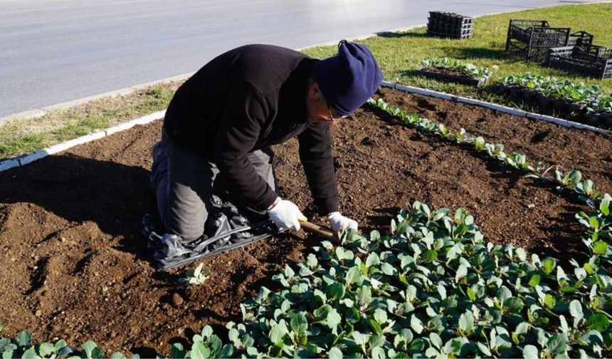 Kahramanmaraş’ta toprakla buluşan 500 bin çiçek şehre renk kattı