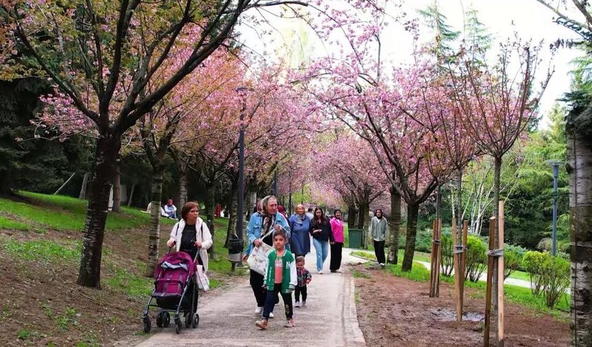 Ankara'da sakura zamanı!