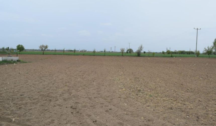 Arazilerde kenevir ekimine başlandı