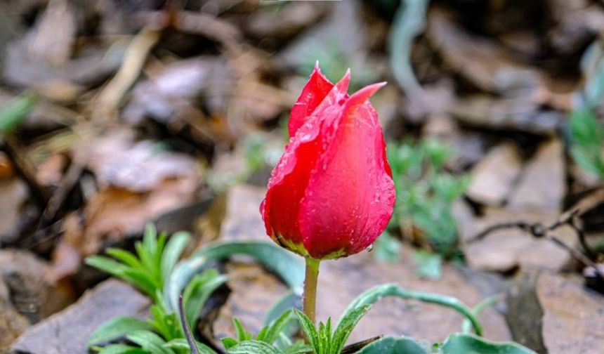 Yıl boyunca sadece ’15 gün’ açan dağ lalesi görenleri büyülüyor