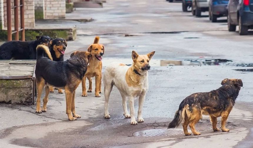 Mamak'ta başıboş köpeklerden kaçan çocuk yaralandı