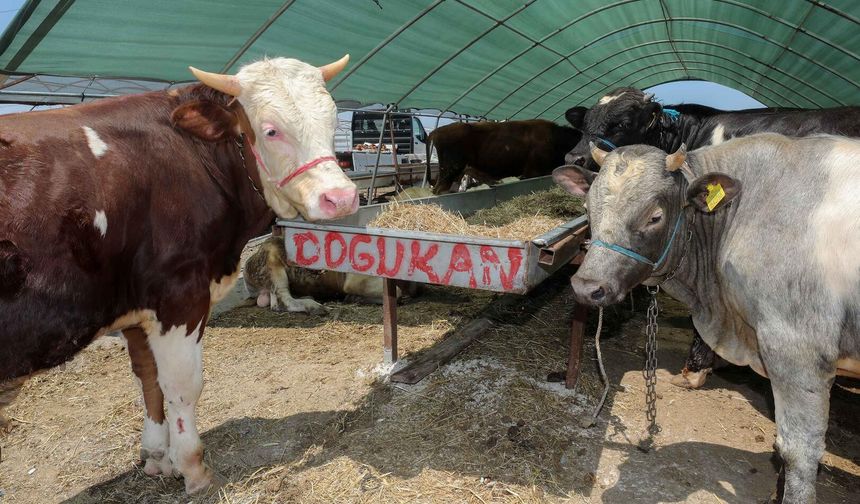 Yakacık Kurban Pazarı'nda hazırlıklar başladı! Son başvuru tarihi 12 Mayıs