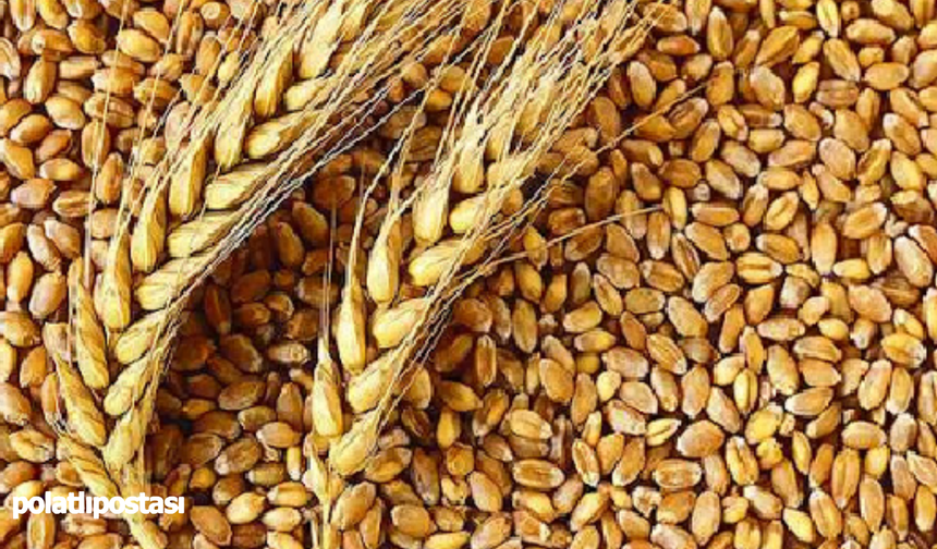 Buğday hasat sezonu başladı: İşte yeni sezonun ilk fiyatı!