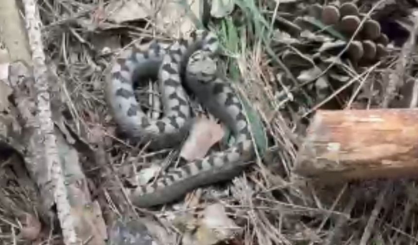 Bolu'da zehirli boynuzlu engerek yılanı görüldü