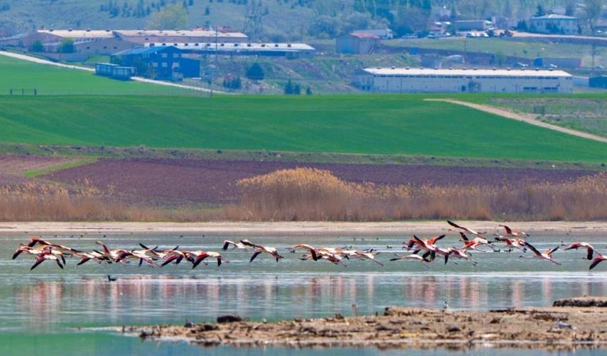 Gölbaşı, flamingoların uğrak noktası oldu