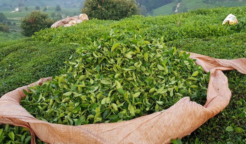 Bakanlık duyurdu: Yaş çay alım fiyatı belli oldu!