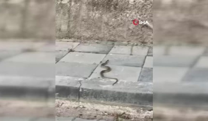 Beypazarı’nda sokakta yılan paniği