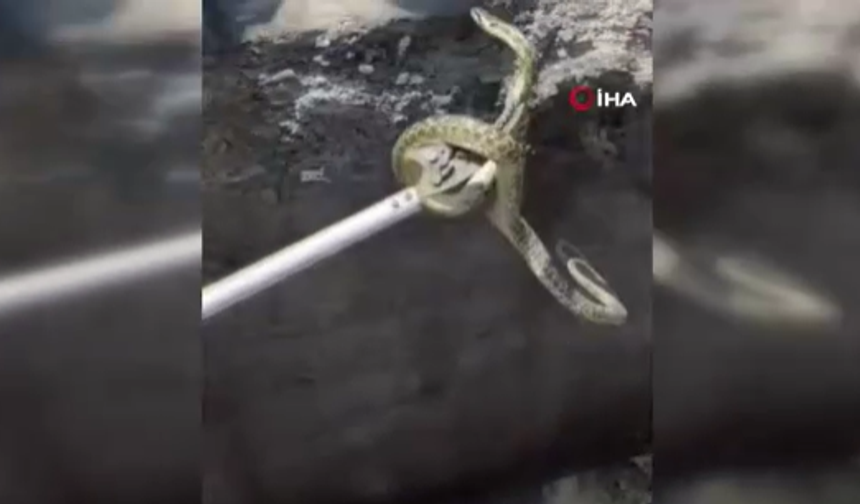 Çamlıdere'de yılan operasyonu!