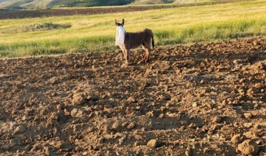 Böyle canilik görülmedi: Zor durumdaki hayvanı çoban kurtardı