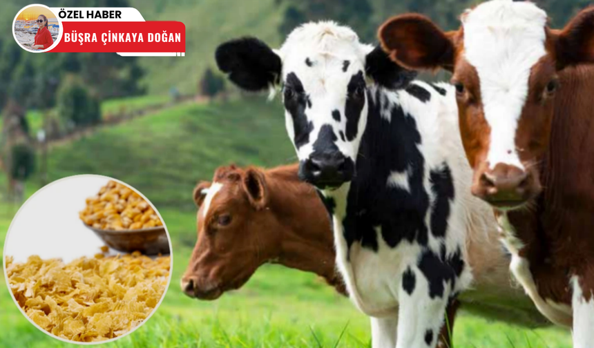 Flake yem üretimiyle hayvancılıkta verim artıyor
