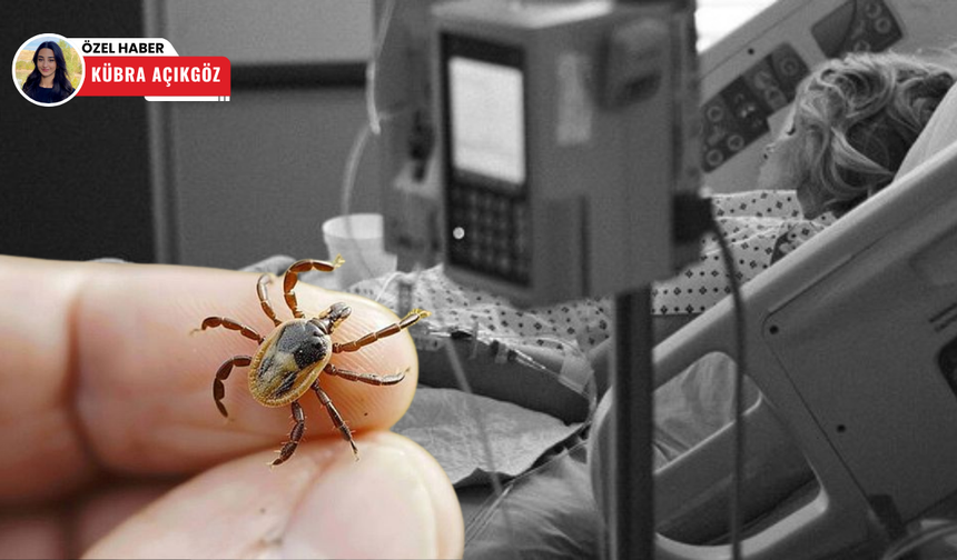 Kene tehlikesi büyüyor: KKKA vakalarında kritik rakamlar!