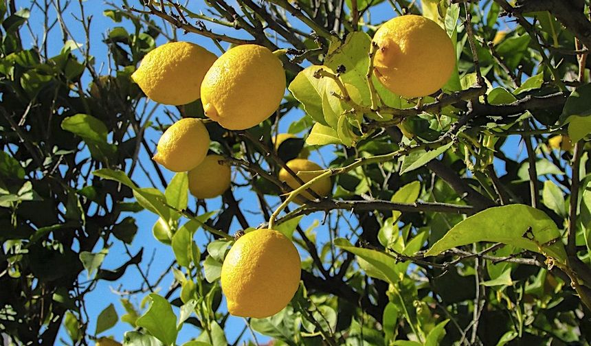 Limon fiyatında şok artış: 6 ayda yüzde 600 zam!