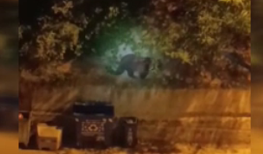 Ankara’da şehre ayı indi! İşte o anlar...