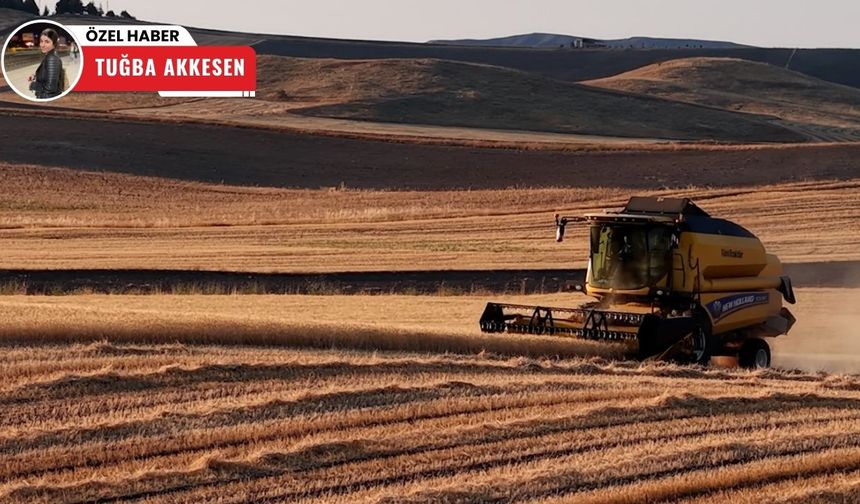 Çubuk’ta devam eden buğday hasadı havadan görüntülendi
