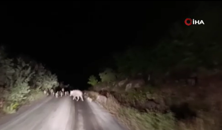 Domuz sürüsü köye indi!