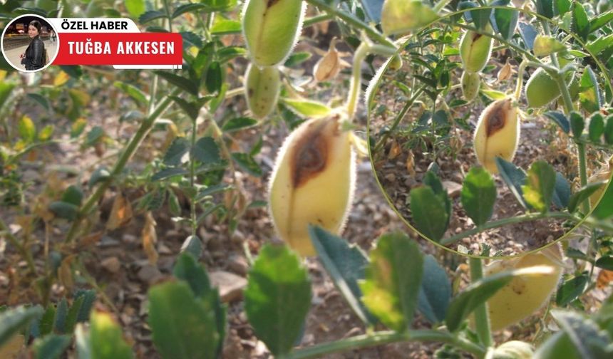 Nohut eken çiftçilerin gözünden kaçan tehlike: Nohut Antraknozu