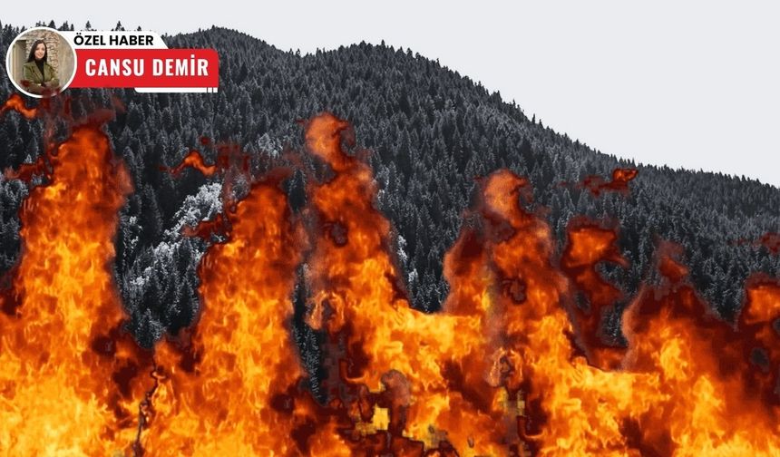 'Cennet Vatan'ın cenneti kayboluyor: 80 bin hektardan fazlası yandı!