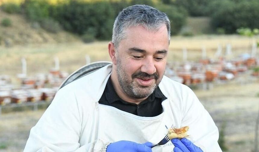 Abadan Bal Ormanı'nda bal hasadı başladı