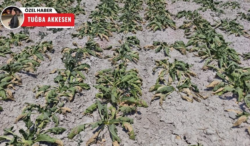 Sakarya Nehri’ndeki kuraklık tarımı vurdu