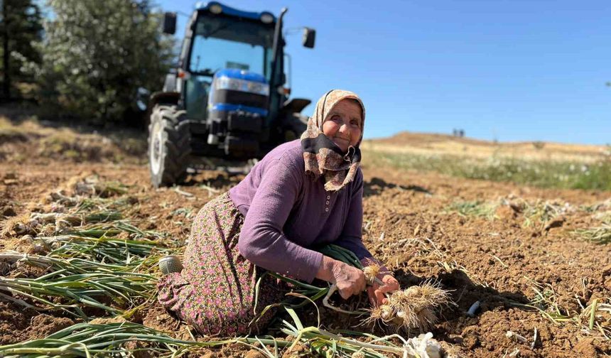 Taşköprü sarımsağında hasat dönemi başladı