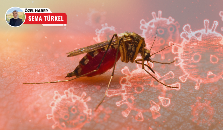 Tehlike çanları çalıyor: Chikungunya virüsü kapıda mı?