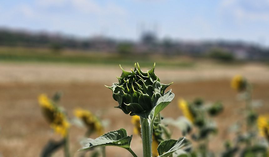 Trakya’da kuraklık alarmı! Ayçiçeğinde verim düştü