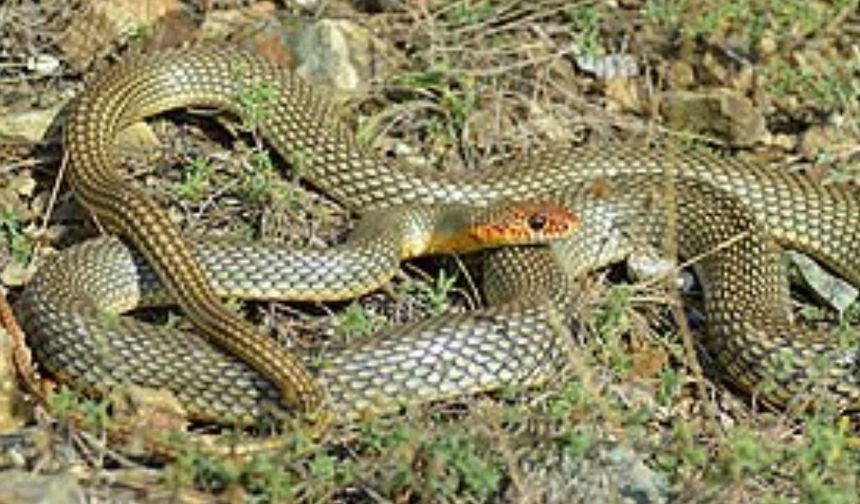 Beypazarı'nda yılan nöbeti
