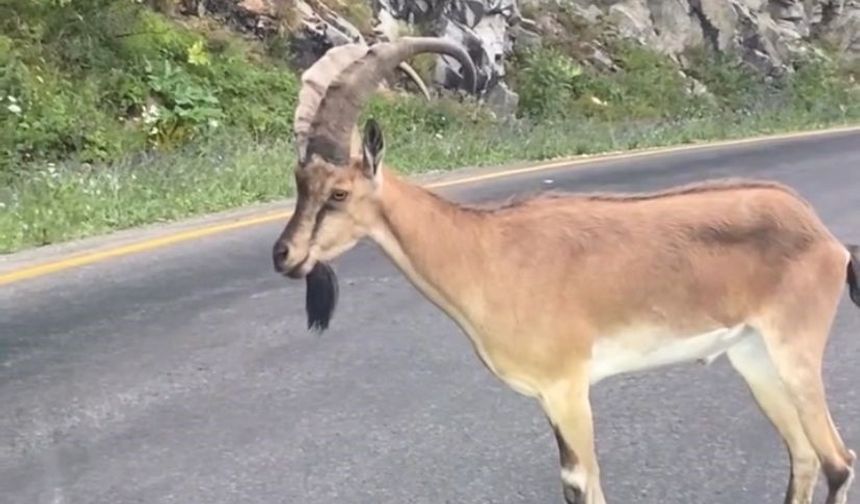Yolda dağ keçisi paniği!