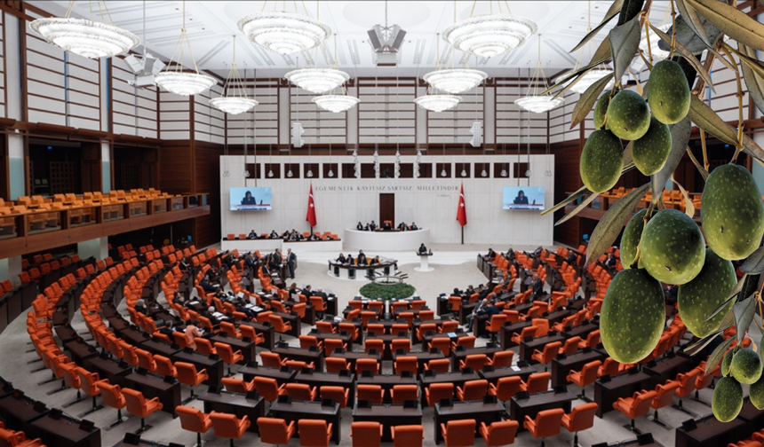 Zeytinlikler için kritik karar: İlk 11 madde kabul edildi!