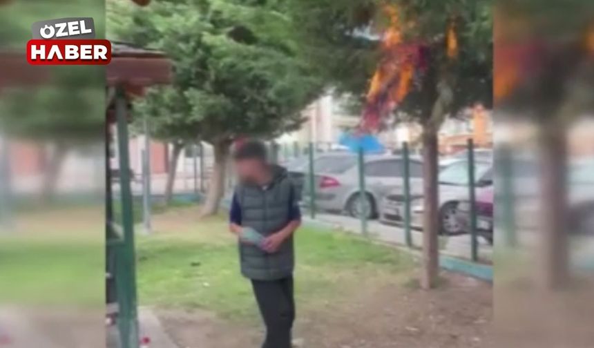 Polatlı'da ağaçları yakmışlardı: Verilen ceza belli oldu