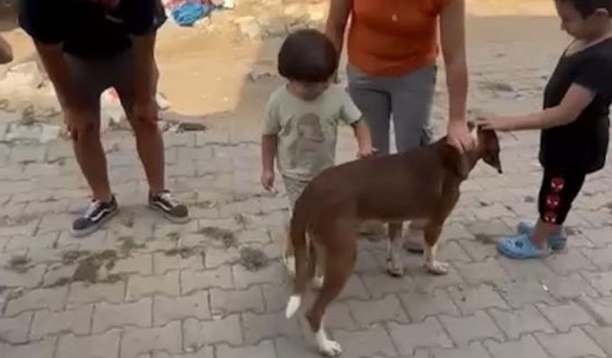 Alevlerin arasından kurtarılan ‘bıdık’ Emekli Hayvanlar Çiftliği'ne sığındı