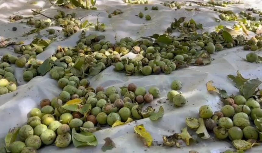 Dünya çapında ünlü Adilcevaz cevizinde hasat başladı