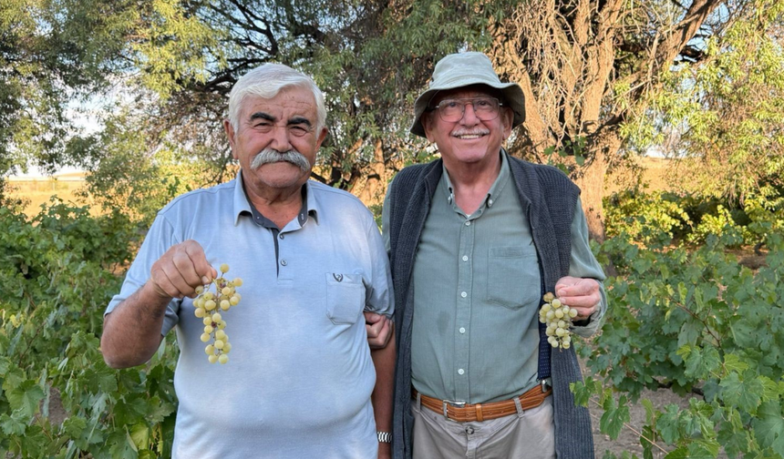 Evren'de ata tohumu üzümlerinin hasadı başladı