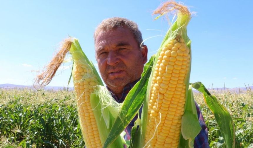 Evren’de mısır hasadı başladı
