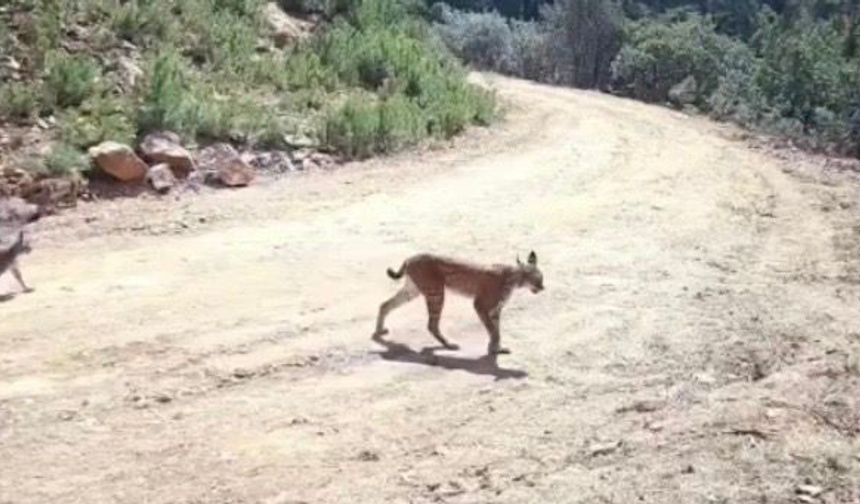 Vaşak ailesi, fotokapanda görüntülendi