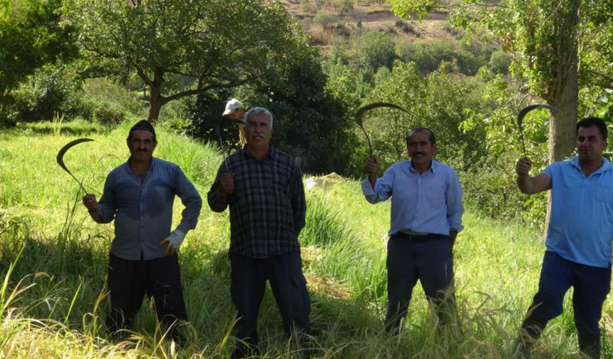 Orakla pirinç hasadı geleneği devam ediyor