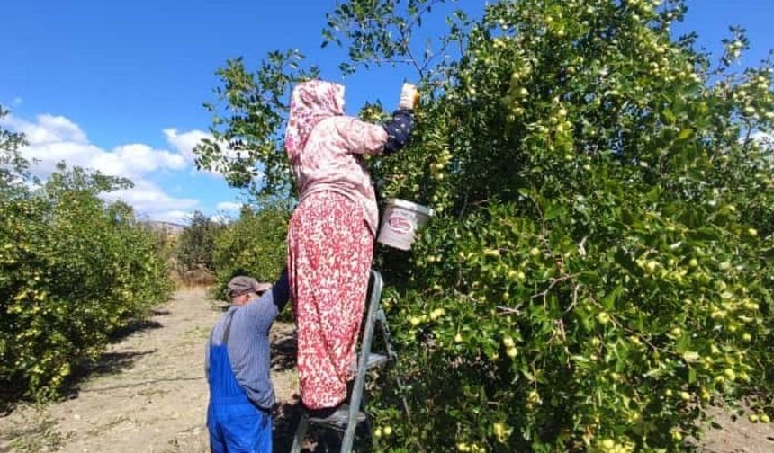 Güdül'ün göz bebeği 'hünnap' hasadı başladı