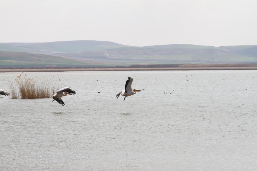 Göç eden pelikanlar, Sel Kapanı Baraj Gölü'ne misafir oldu