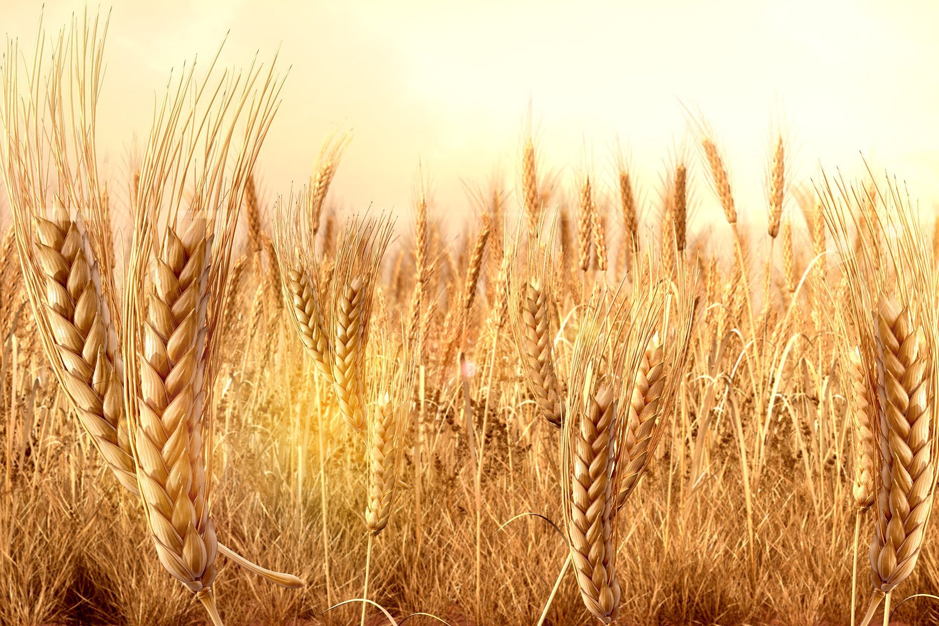 2023 buğday taban fiyatı belli oldu mu (2)