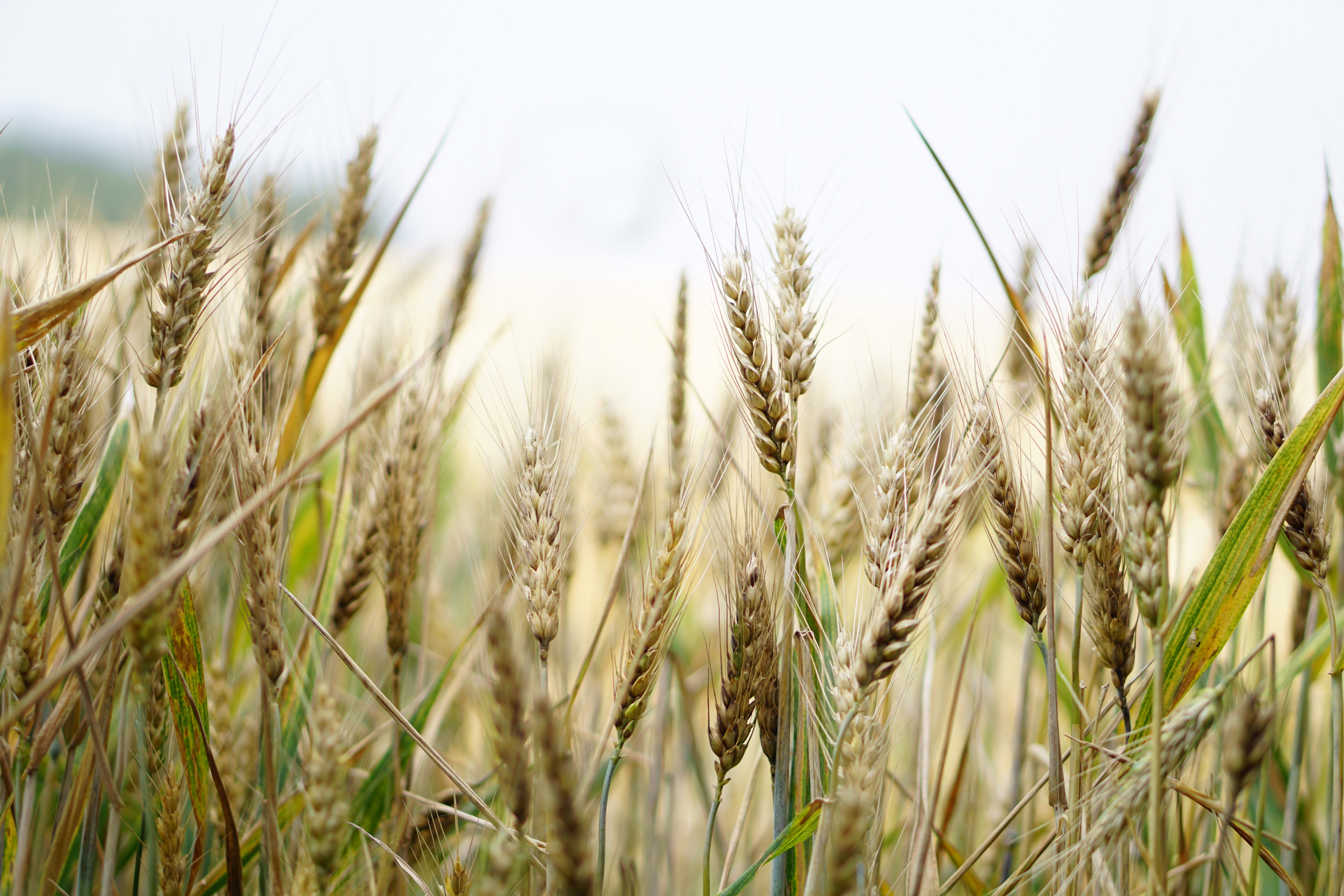 2023 buğday taban fiyatı belli oldu mu (4)