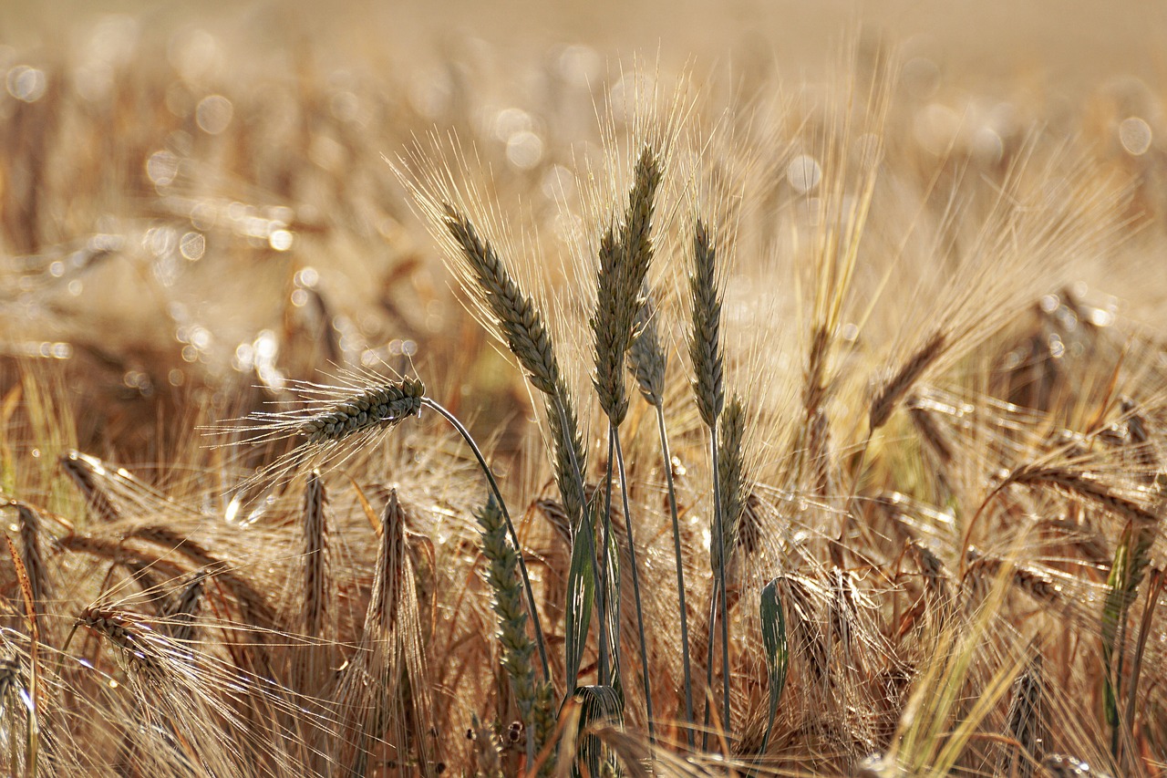 2023 buğday taban fiyatı belli oldu mu