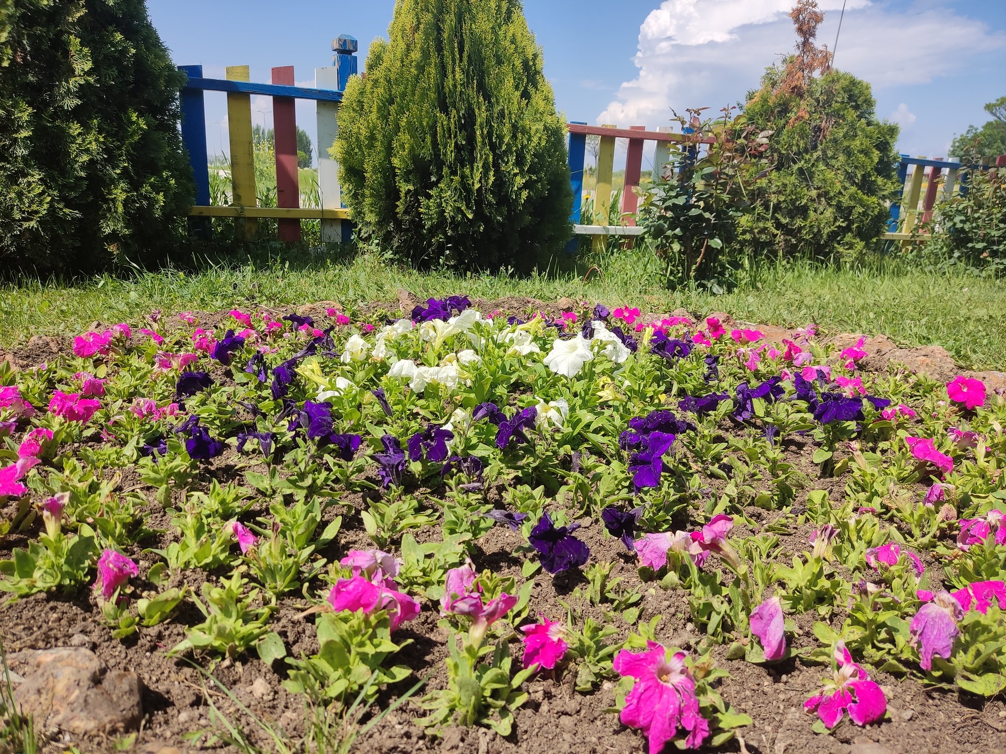 Akyurt’taki parklara mevsim çiçekleri2