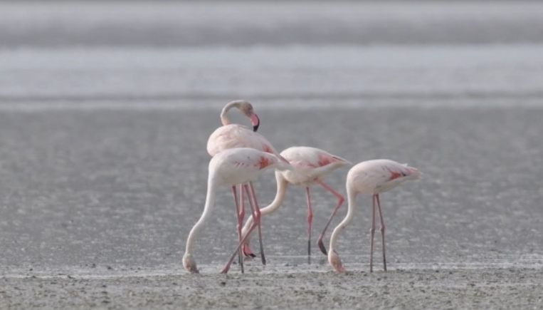 Her yıl başta flamingo olmak üzere birçok göçmen kuşu ağırlayan göle bu sene de misafirleri akın etti. Yaklaşık 3 bin flamingonun oluşturduğu muhteşem görüntü, dron ile görüntülendi.