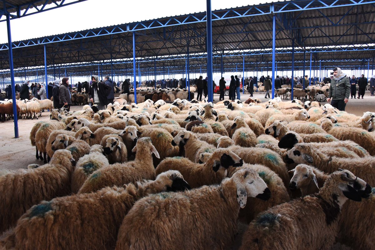 kurban-bayrami-ne-zaman-kac-gun-kaldi-kurban-bayrami-hangi-ayda-kurban-bayrami-tatili-kac-gun-kurban-bayramı-tatili-ne-zaman (3)