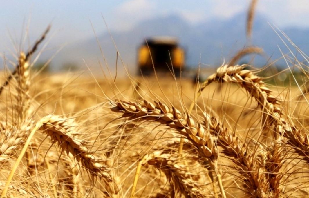 Polatlı buğday, arpa, fiyatları bugün kaç lira, 22 Mayıs 2023 hububat fiyatları (2)