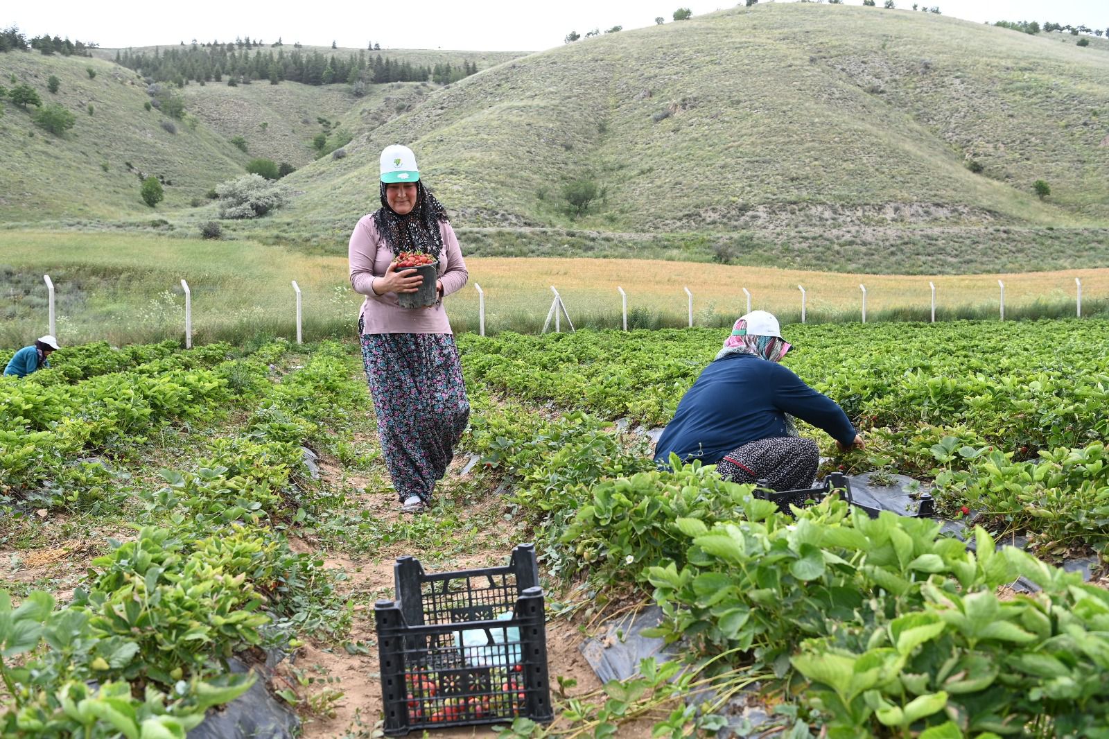 2023 yılının ilk çilekleri toplandı  (1)