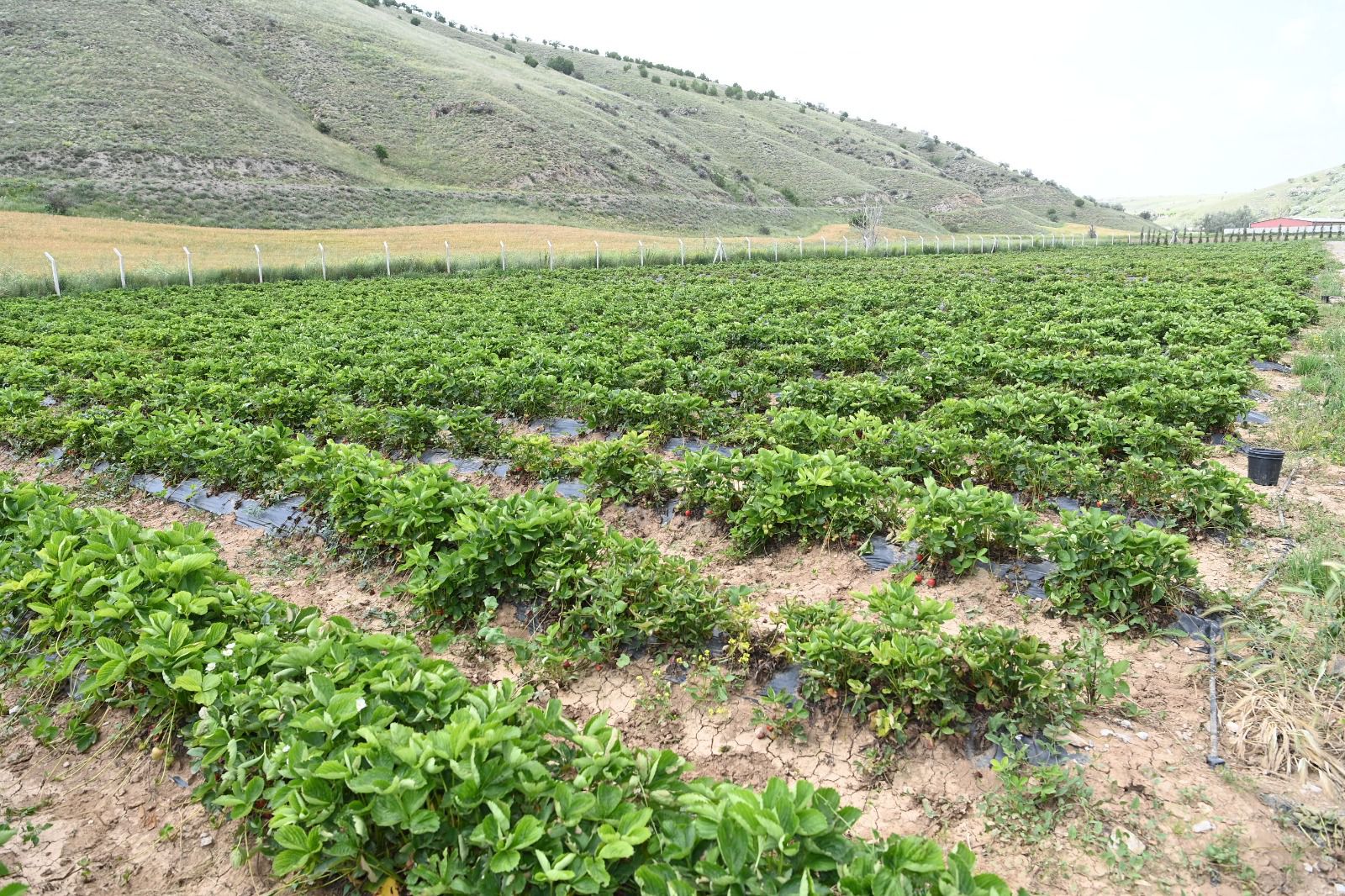 2023 yılının ilk çilekleri toplandı  (2)