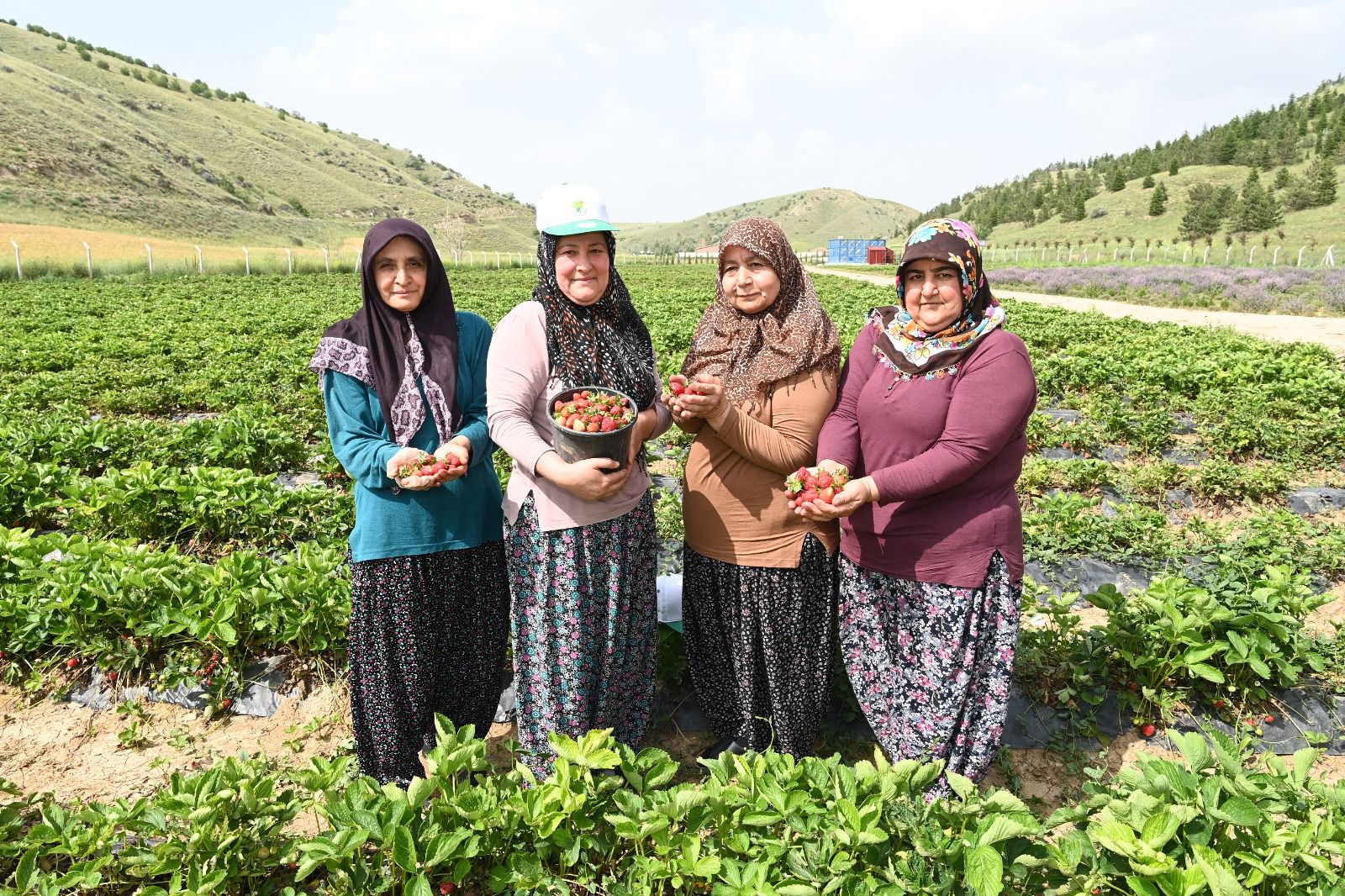 2023 yılının ilk çilekleri toplandı  (3)